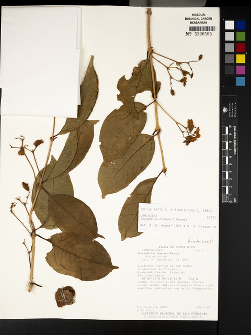 Aegiphila brenesii photo 4