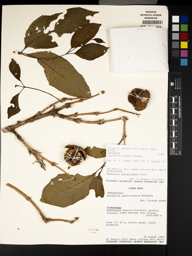 Aegiphila brenesii photo 5