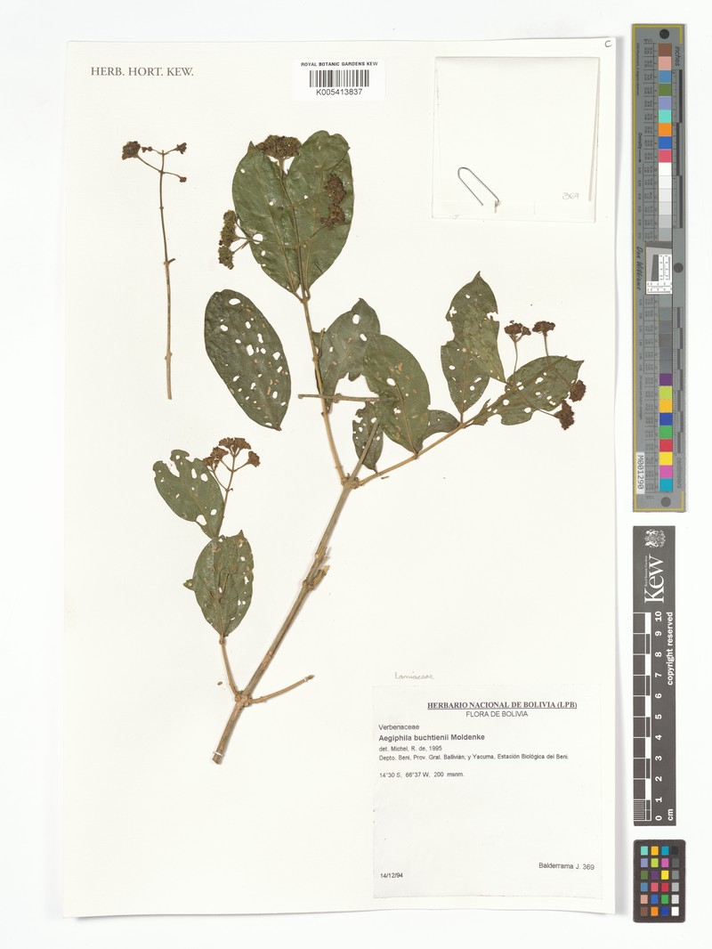 Aegiphila buchtienii