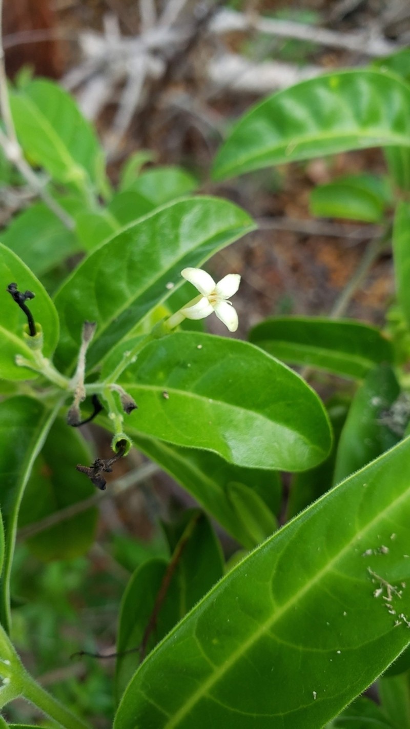 Aegiphila caymanensis