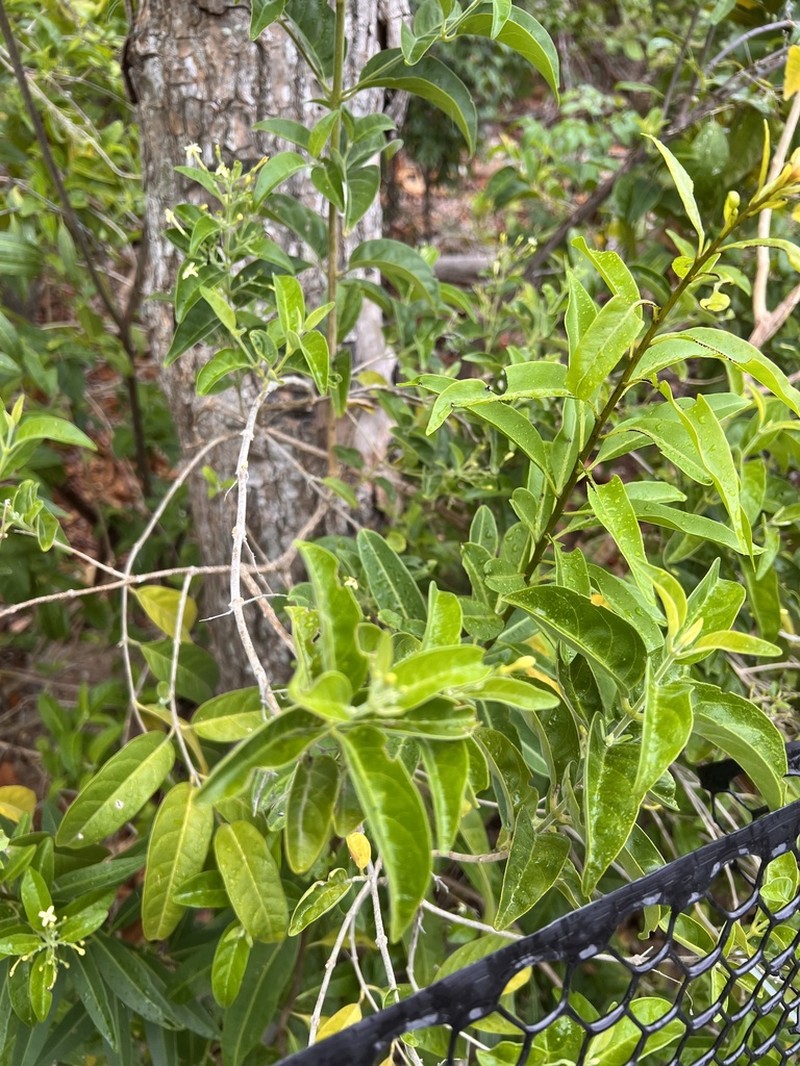 Aegiphila caymanensis photo 2