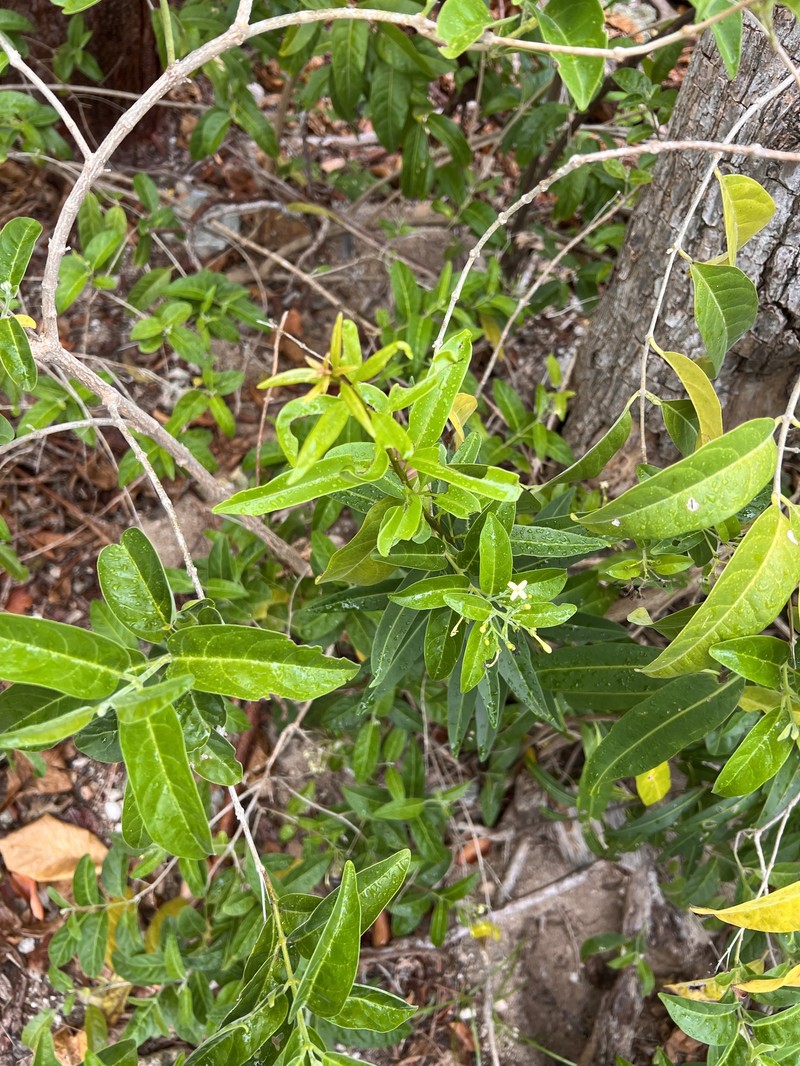 Aegiphila caymanensis photo 3