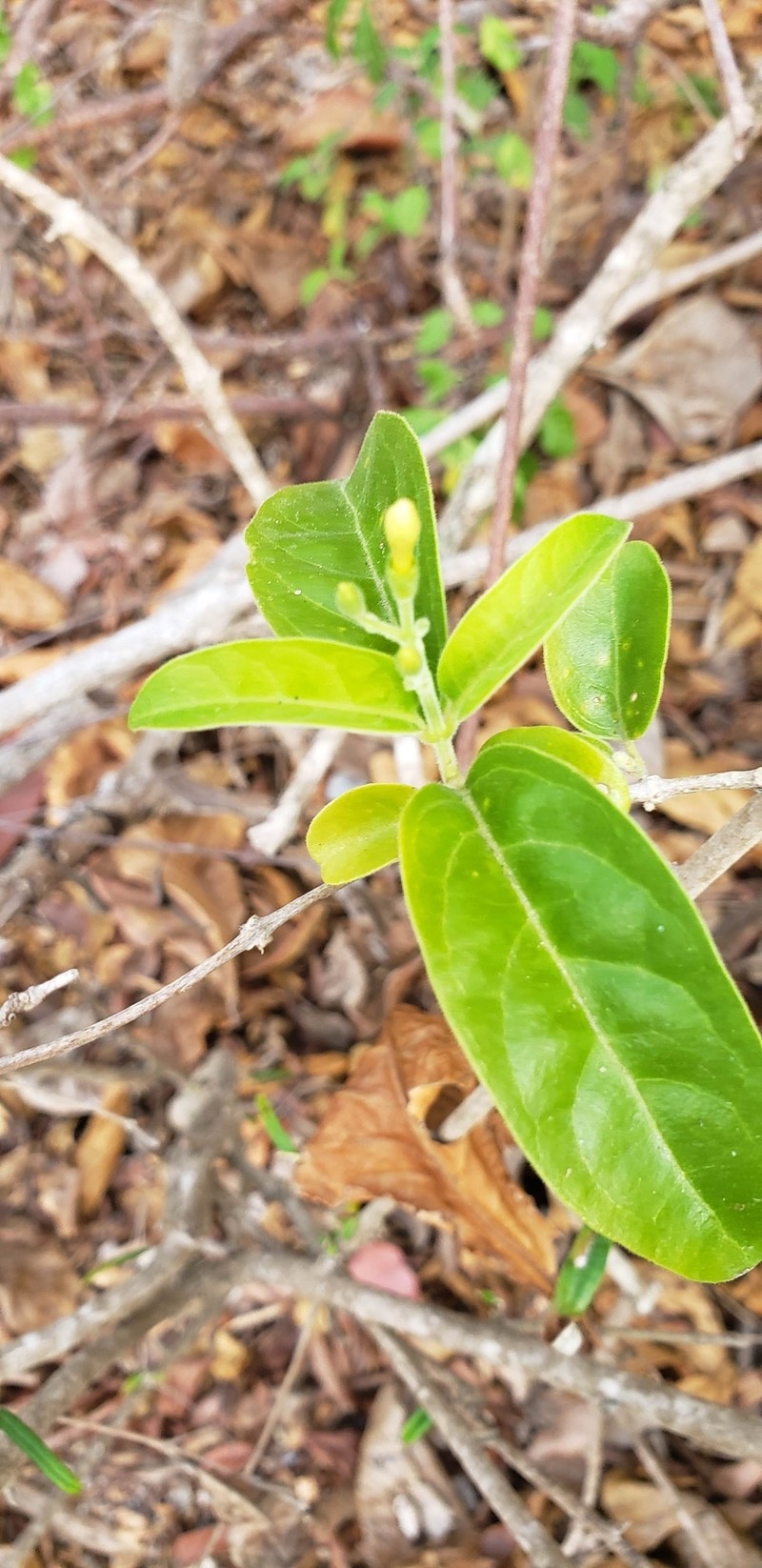 Aegiphila caymanensis photo 4
