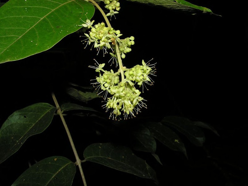 Aegiphila cephalophora