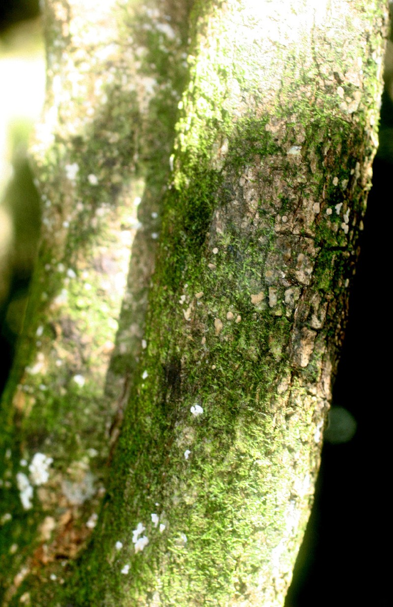 Aegiphila cephalophora photo 2