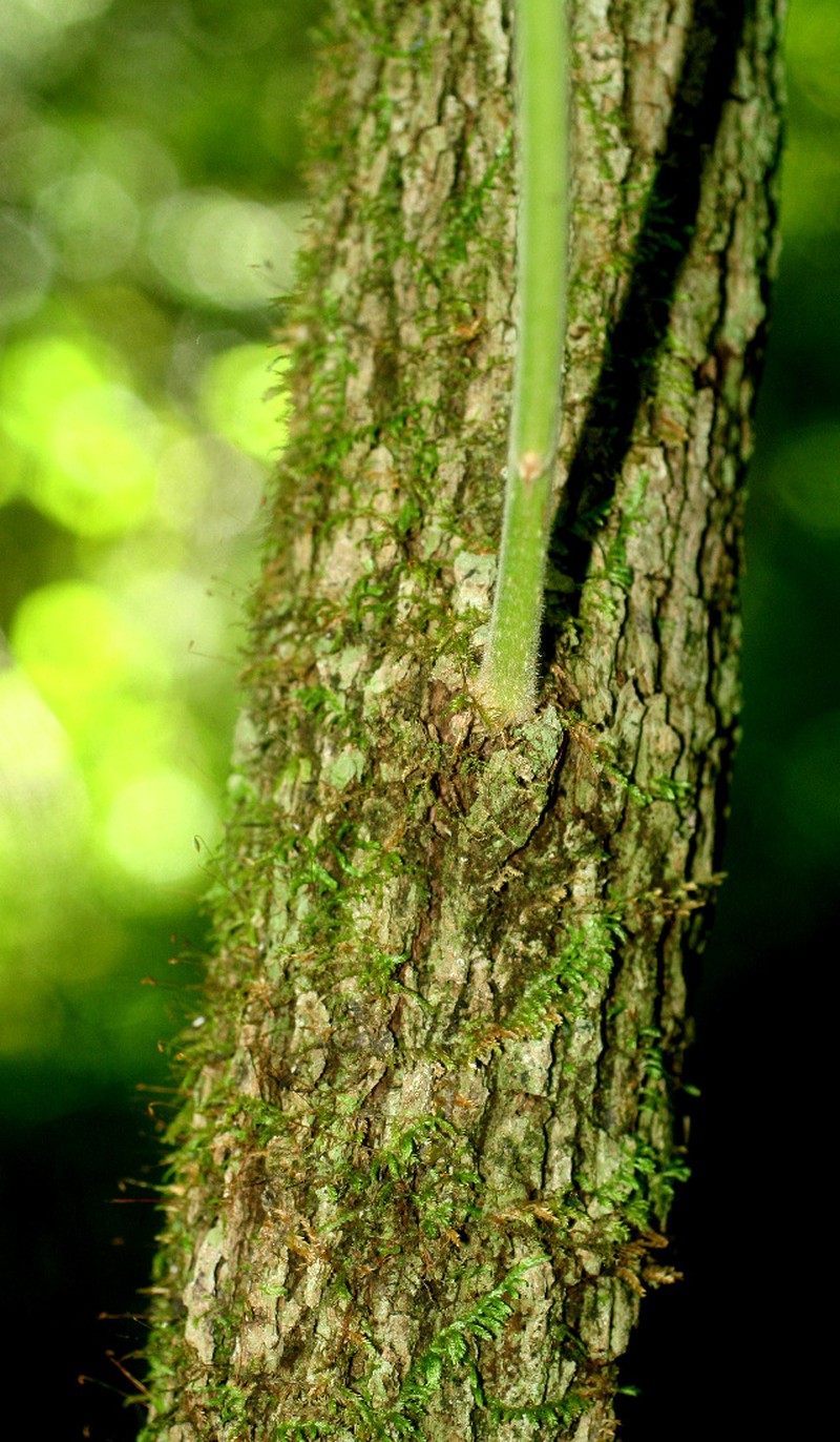 Aegiphila cephalophora photo 3