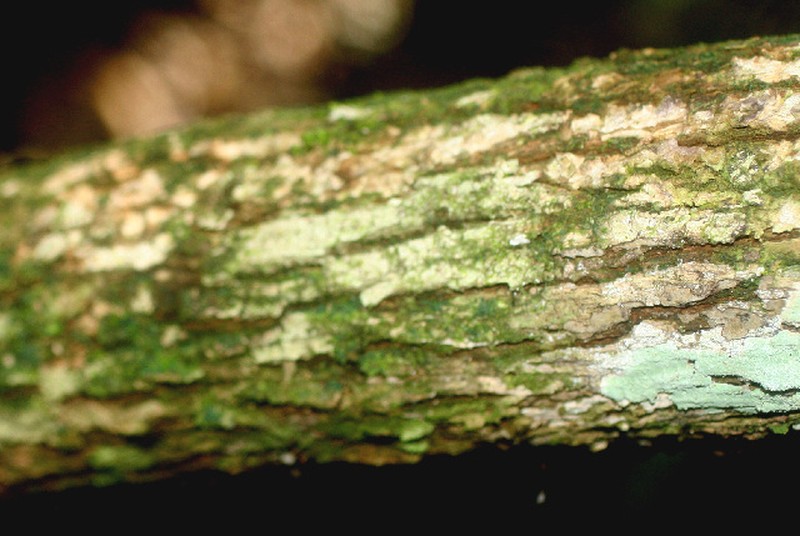 Aegiphila cephalophora photo 4