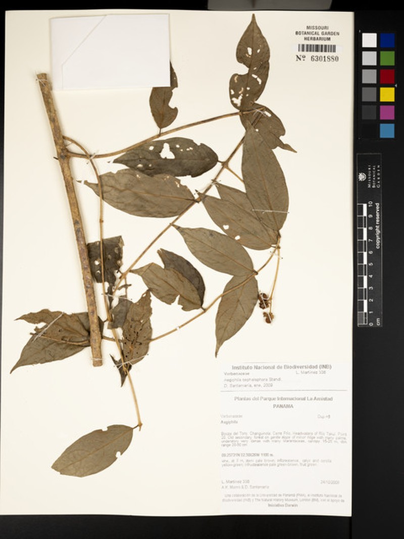 Aegiphila cephalophora photo 5