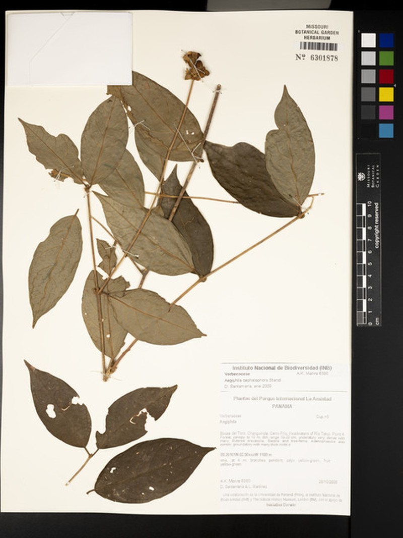 Aegiphila cephalophora photo 6
