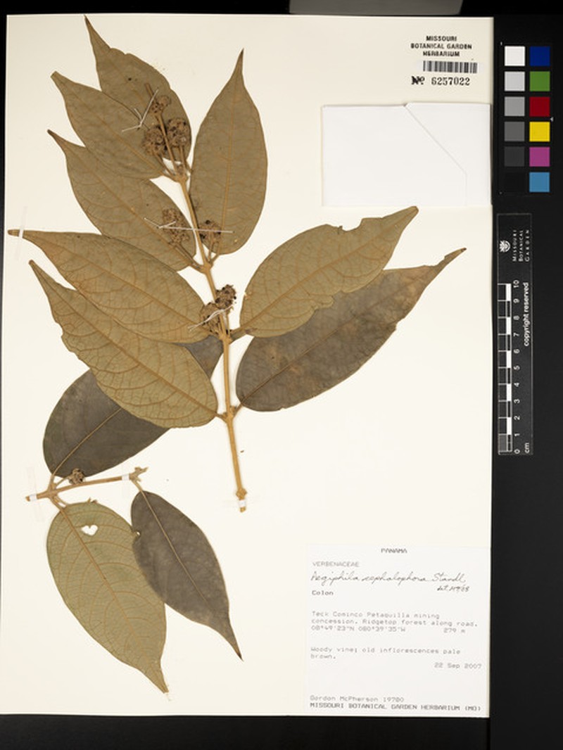 Aegiphila cephalophora photo 7