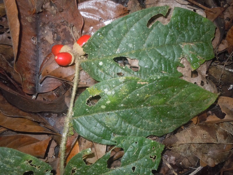 Aegiphila cordata