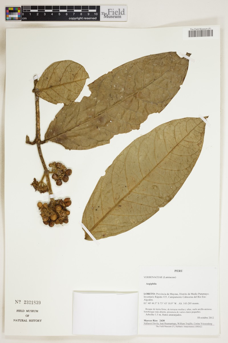 Aegiphila cordata photo 2