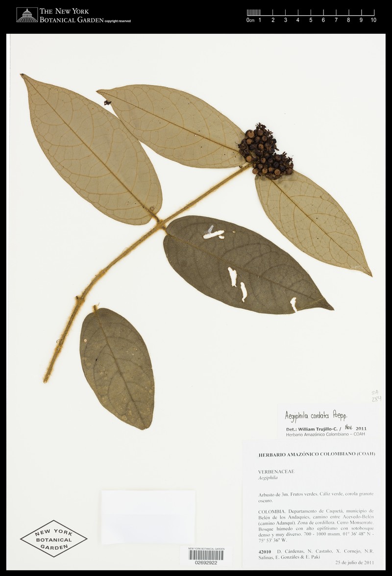 Aegiphila cordata photo 3