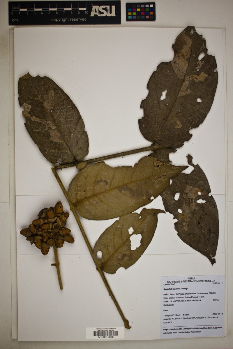 Aegiphila cordata photo 4