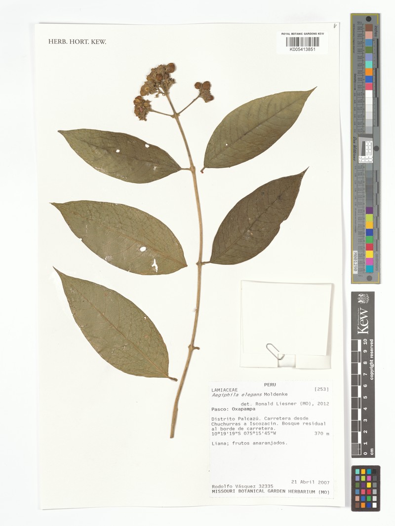 Aegiphila cordata photo 5