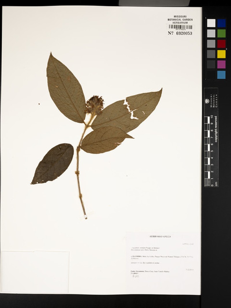 Aegiphila cordata photo 6