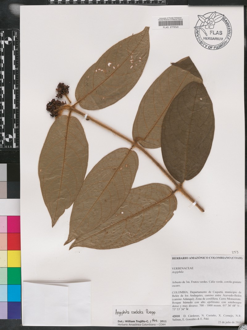 Aegiphila cordata photo 7