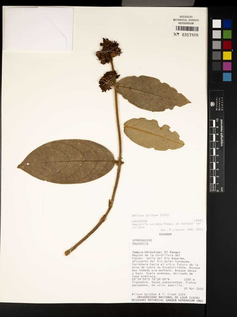 Aegiphila cordata photo 8