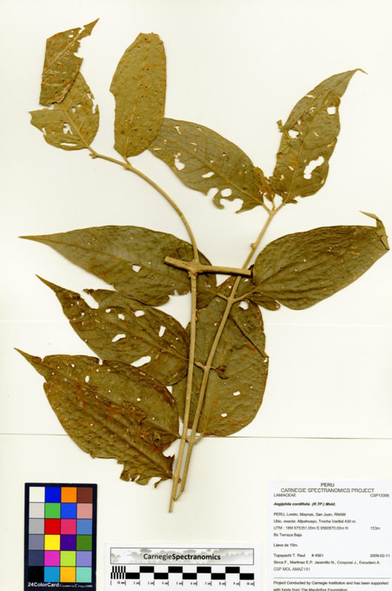 Aegiphila cordifolia