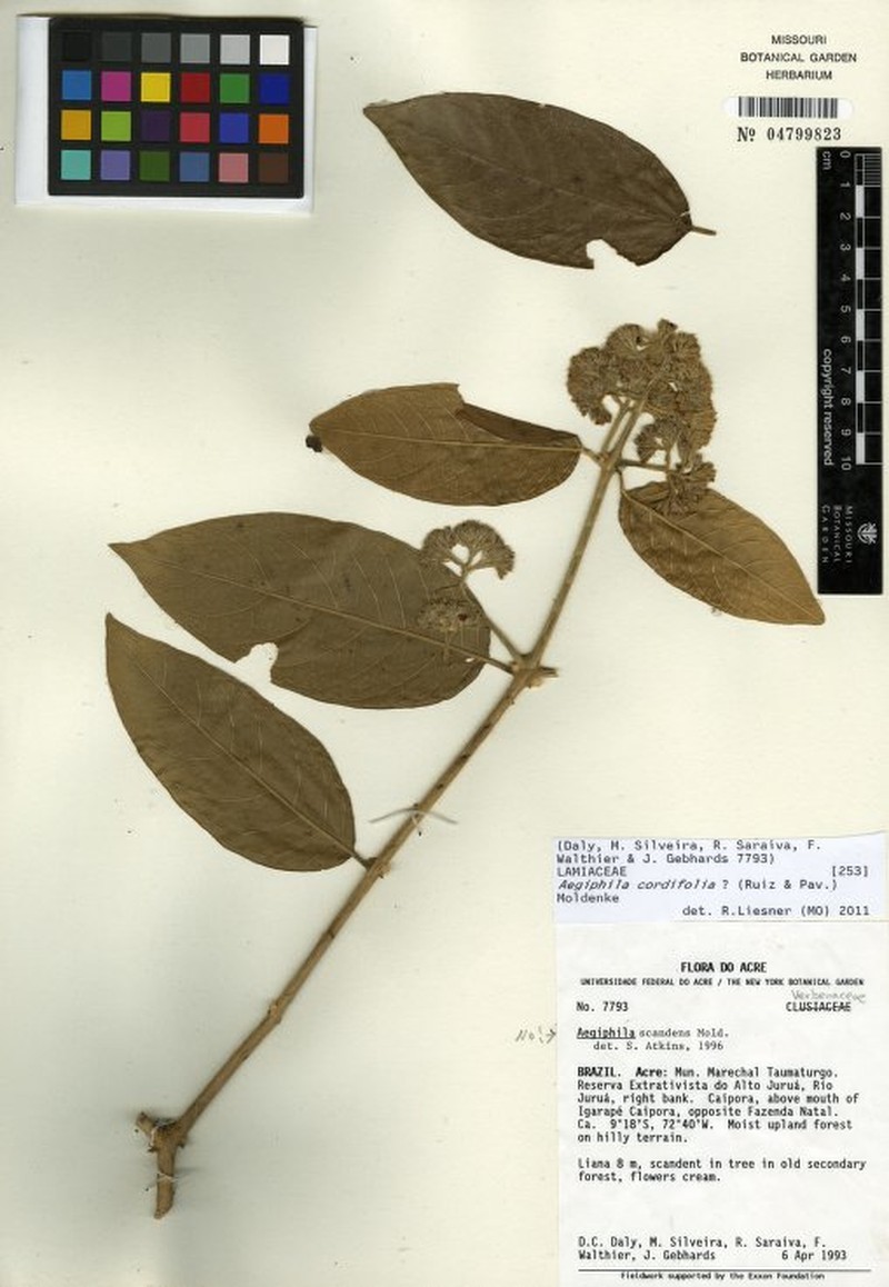 Aegiphila cordifolia photo 2