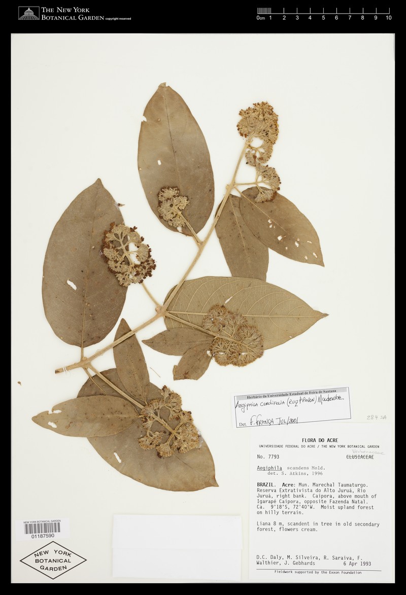 Aegiphila cordifolia photo 3