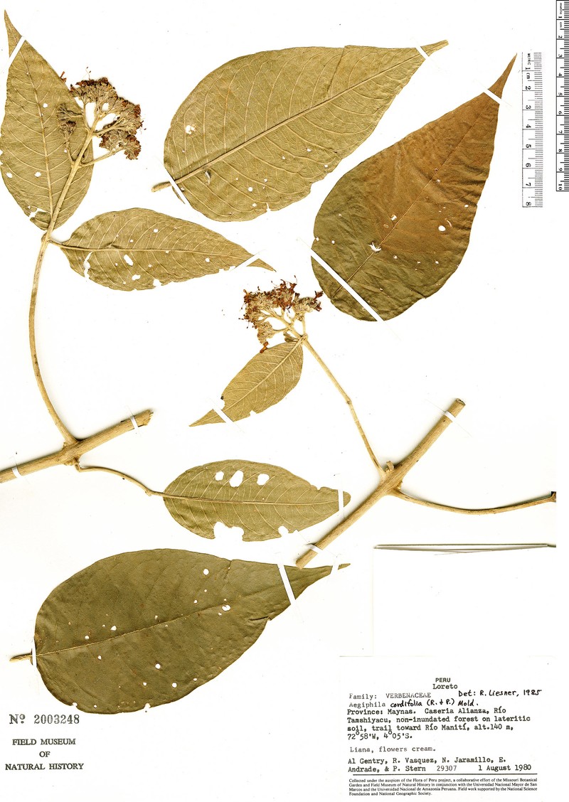 Aegiphila cordifolia photo 4