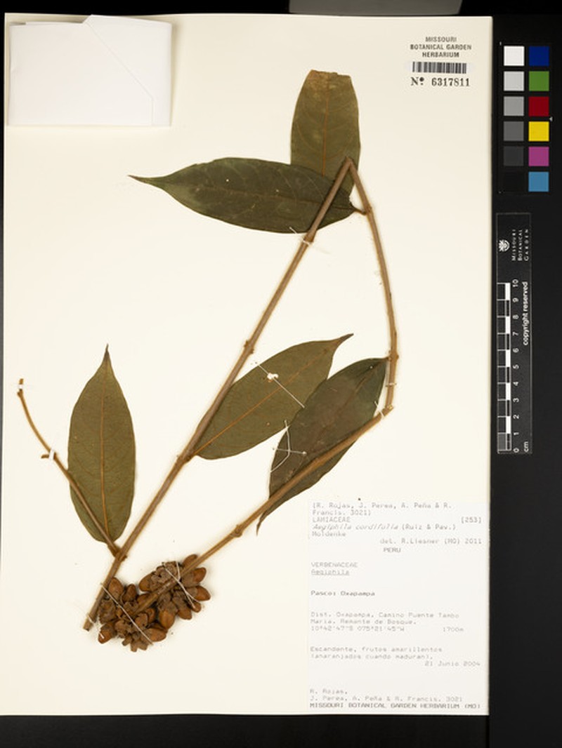 Aegiphila cordifolia photo 5