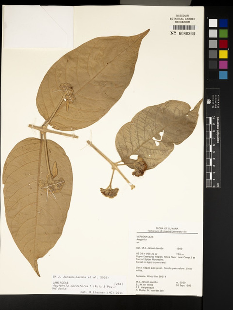 Aegiphila cordifolia photo 6