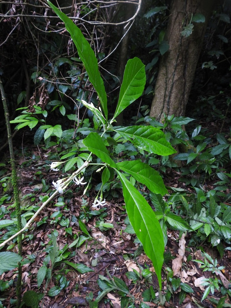 Aegiphila costaricensis photo 2
