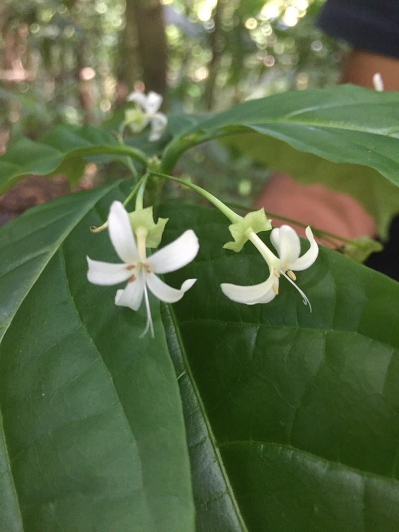 Aegiphila costaricensis photo 3