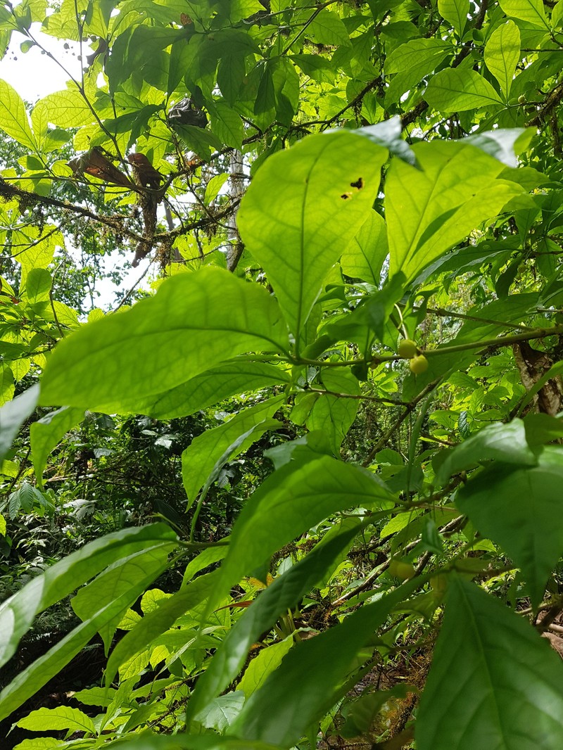 Aegiphila costaricensis photo 4