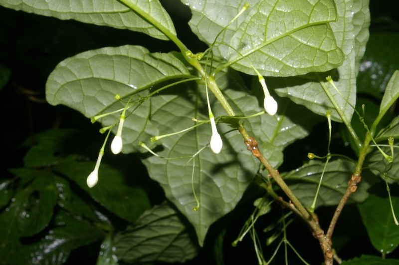 Aegiphila costaricensis photo 5