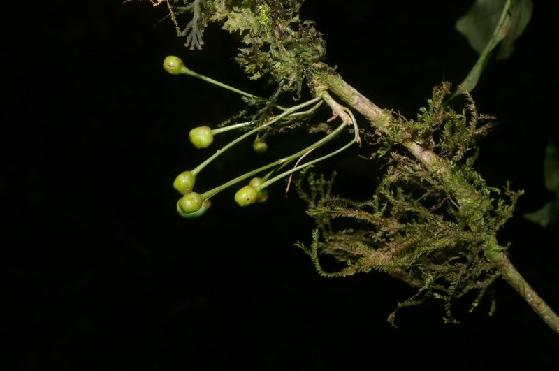 Aegiphila costaricensis photo 6