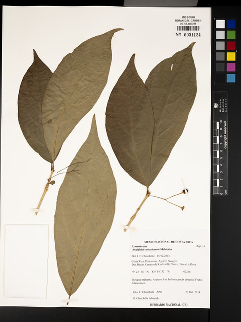 Aegiphila costaricensis photo 7