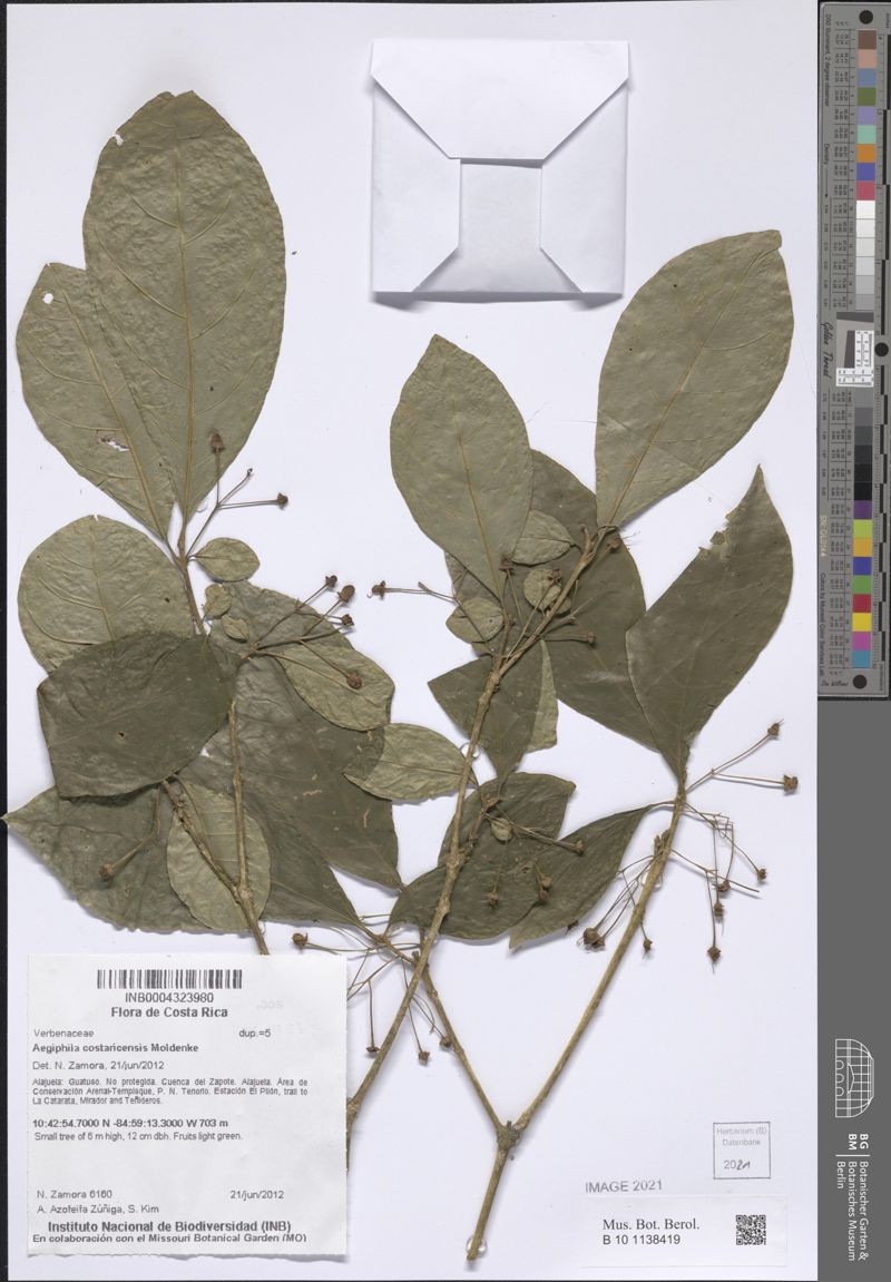 Aegiphila costaricensis photo 8