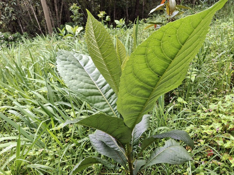 Aegiphila cuatrecasasii photo 2