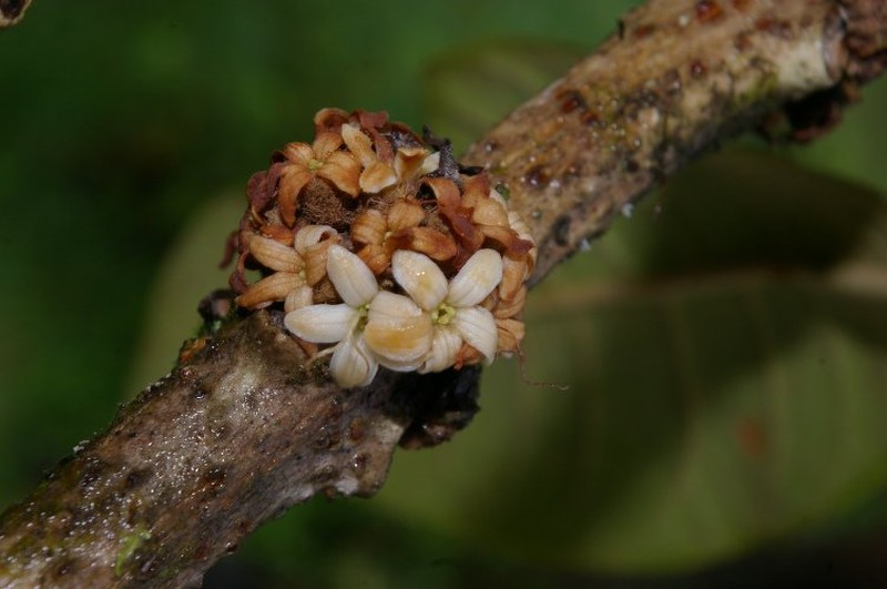 Aegiphila cuatrecasasii photo 3