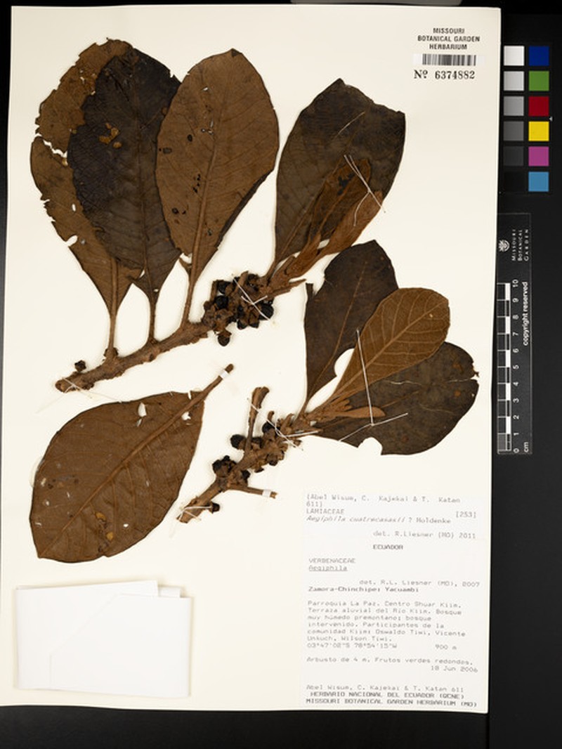 Aegiphila cuatrecasasii photo 4