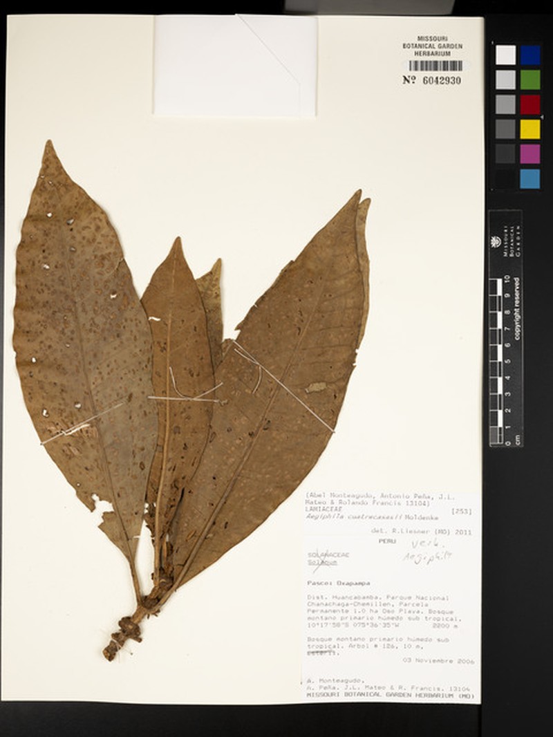 Aegiphila cuatrecasasii photo 5