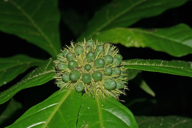 Aegiphila cuneata
