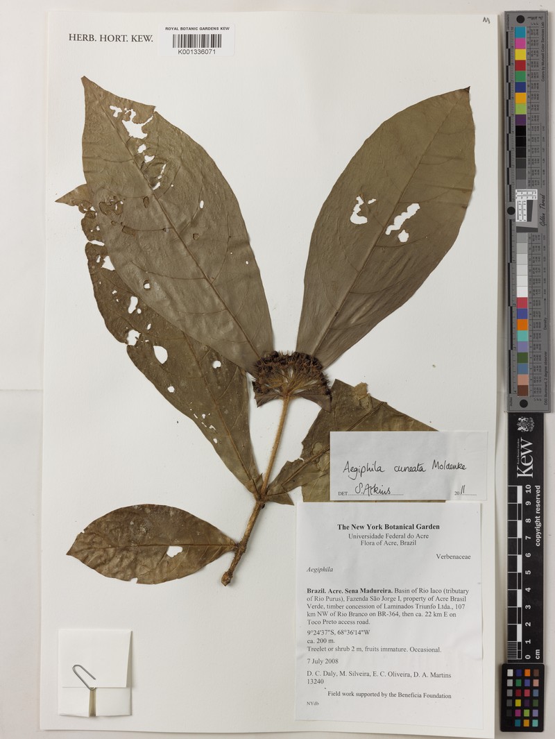 Aegiphila cuneata photo 2