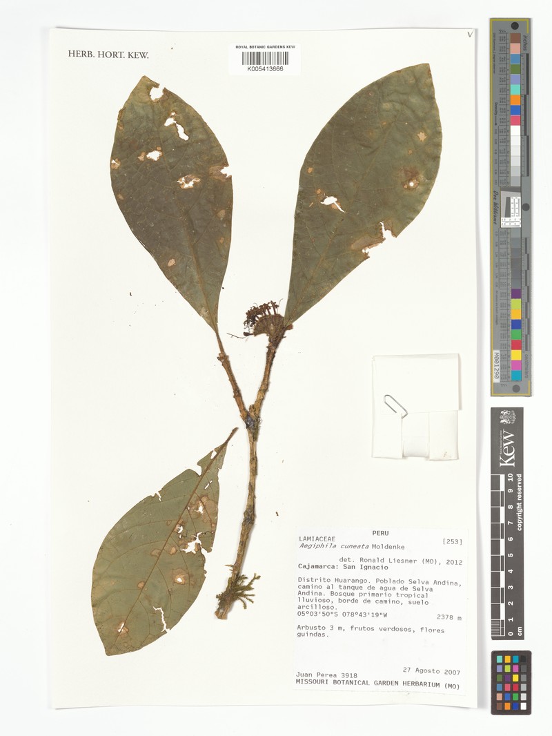 Aegiphila cuneata photo 3