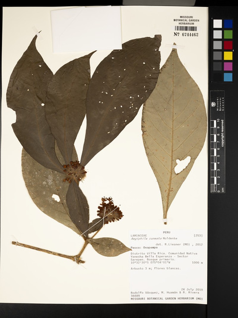 Aegiphila cuneata photo 4