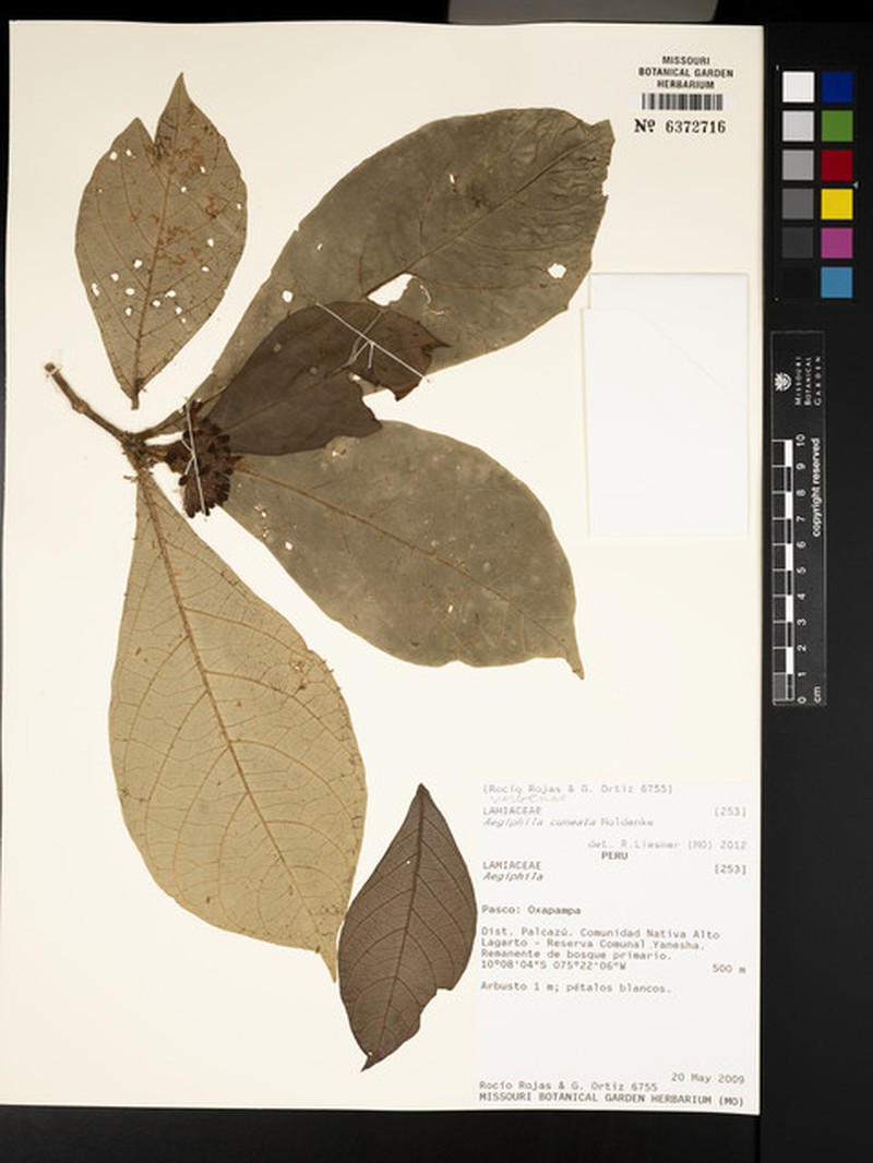 Aegiphila cuneata photo 5