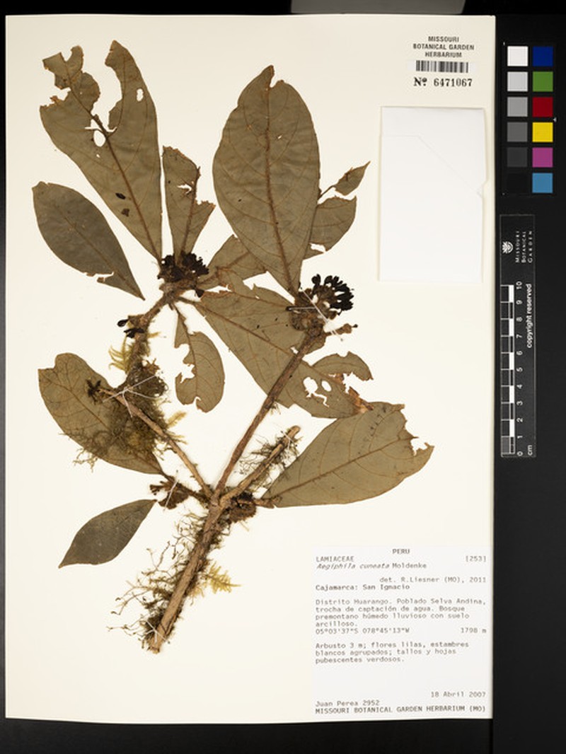 Aegiphila cuneata photo 6
