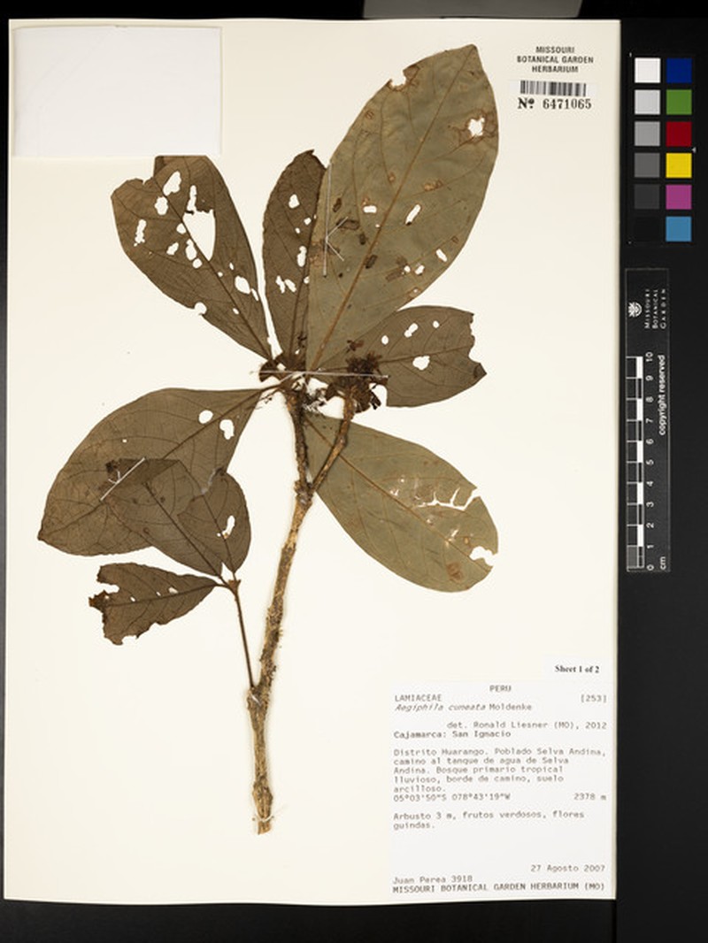 Aegiphila cuneata photo 7