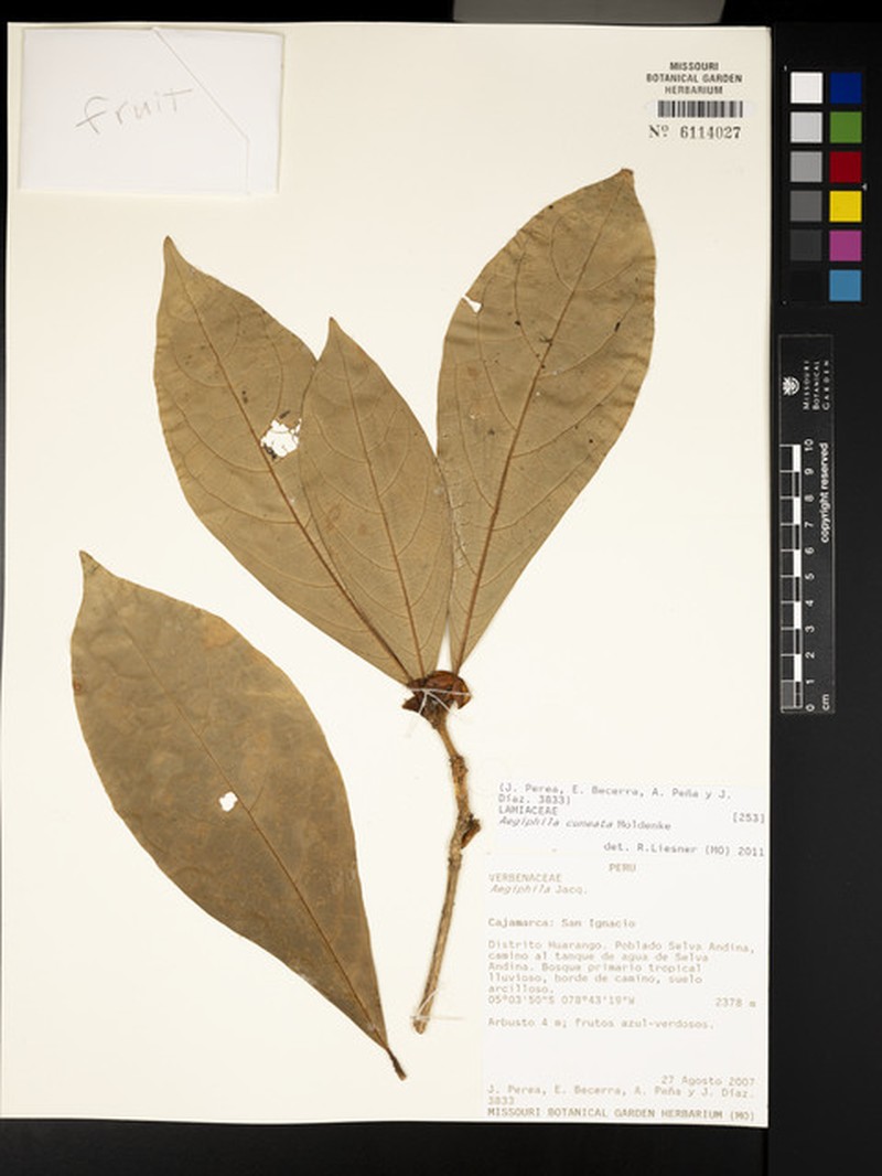 Aegiphila cuneata photo 8