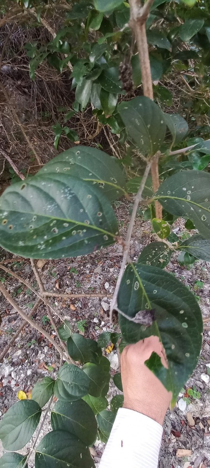 Aegiphila deppeana