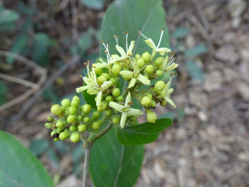 Aegiphila deppeana photo 2