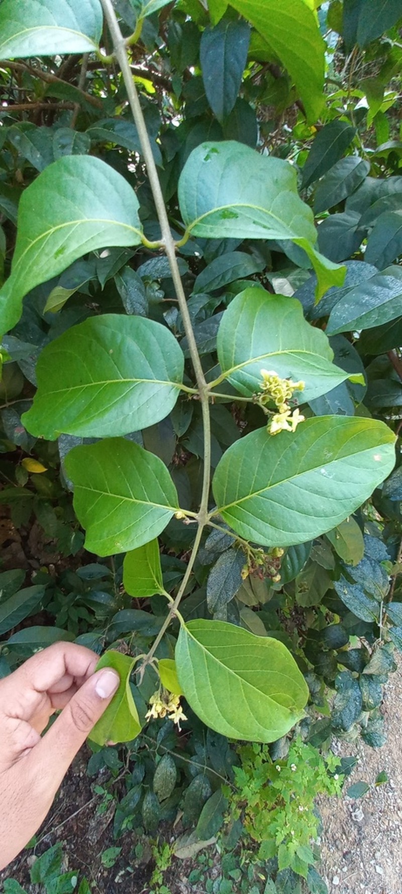 Aegiphila deppeana photo 3